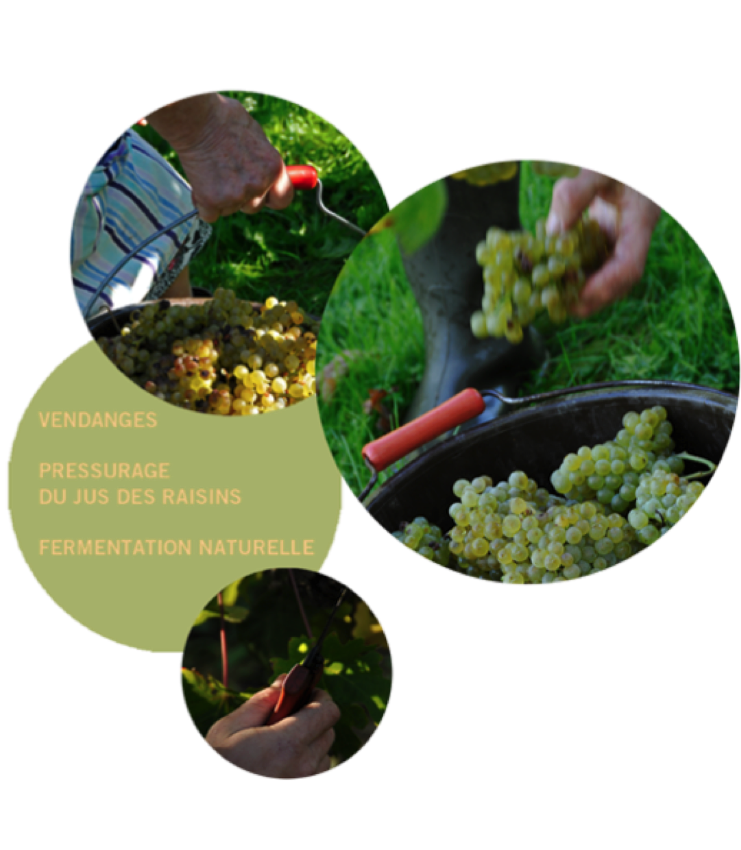 Vinification armagnac