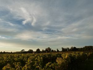 MANIBAN-VIGNES-COUCHE-DE-SOLEIL-CIEL-AUTOMNE-OCTOBRE